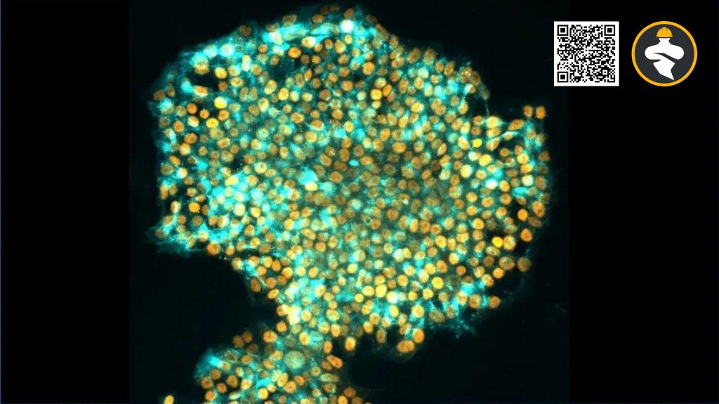 Unlocking Cellular Potential: The Intriguing Art of Reprogramming Cells ...