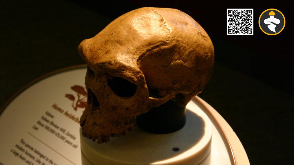 Modern human DNA indicates that human ancestors may have brushed up against extinction starting around 900,000 years ago before bouncing back and possibly evolving into Homo heidelbergensis, a species represented by the African fossil skull shown here.

RYAN SOMMA/FLICKR (CC BY-SA 2.0)